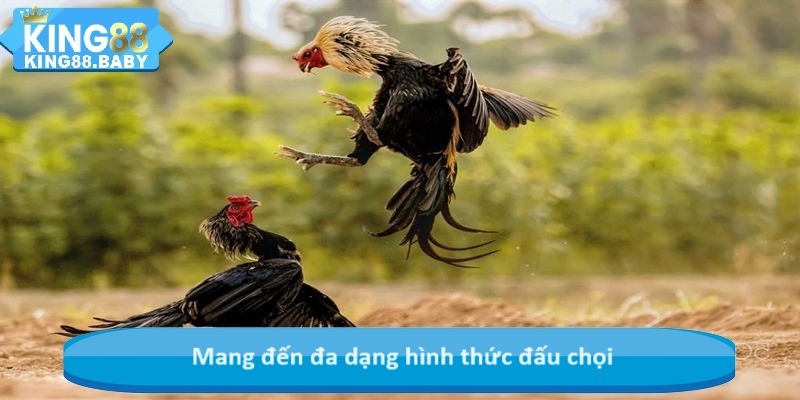 Mang đến đa dạng hình thức đấu chọi