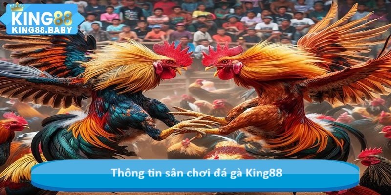 Thông tin sân chơi đá gà King88